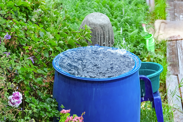 Close-up of a bright blue bucket catching water. It is surrounded by pink flowers and greenery.
