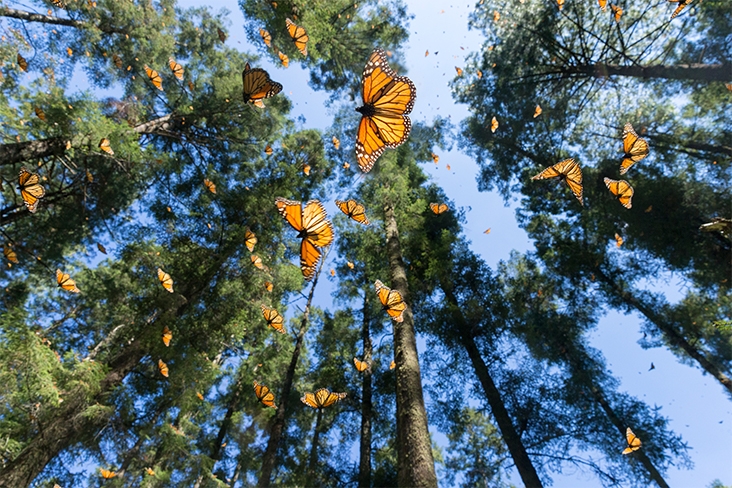 Monarch butterflies flying through trees