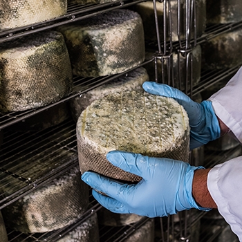 Close up of a large wheel of cheese being held between two hands in a cheese cave.