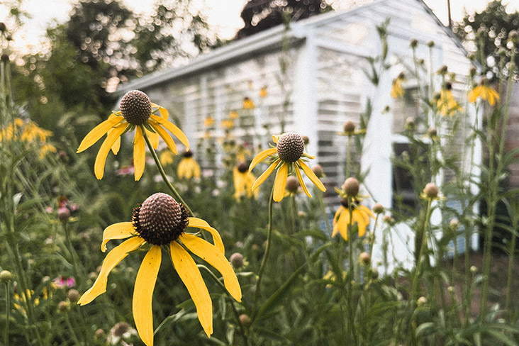 Tall yellow coneflowers blooming in the Kloos yard. In the background is a white greenhouse designed by Karl Kloos.