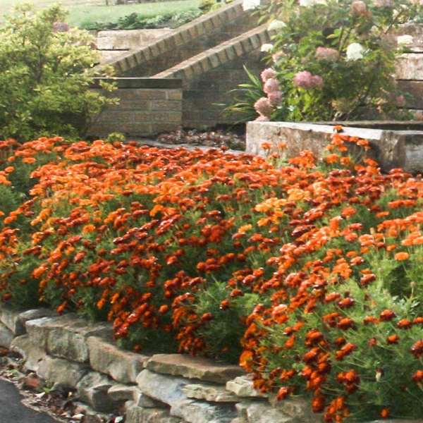 marigolds in front yard