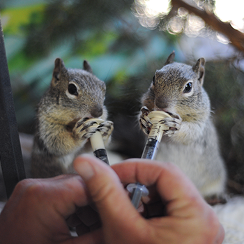 Two baby squirrels are being dropper fed a meal.