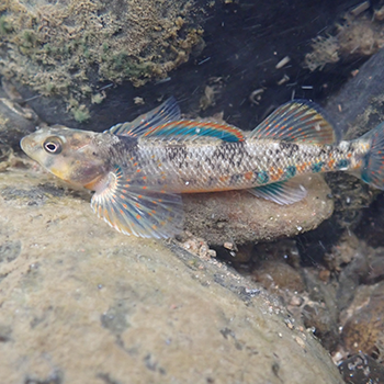 Kanawha darter