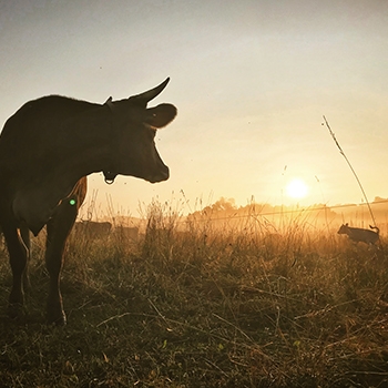 A cow standing in grass and looking back toward the sun on the horizon.