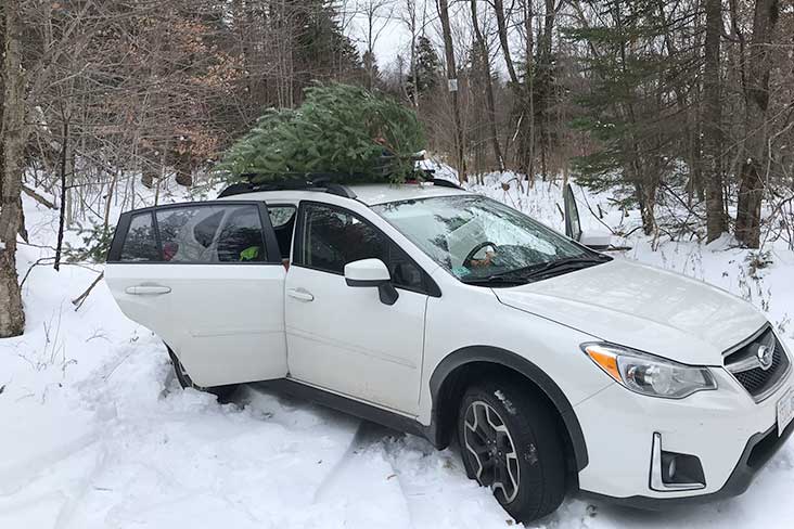 Crosstrek in woods with Christmas tree on roof