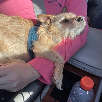 Arthur, the Chihuahua-Maltese mix, is resting comfortably on the arm of writer Megan Bungeroth.