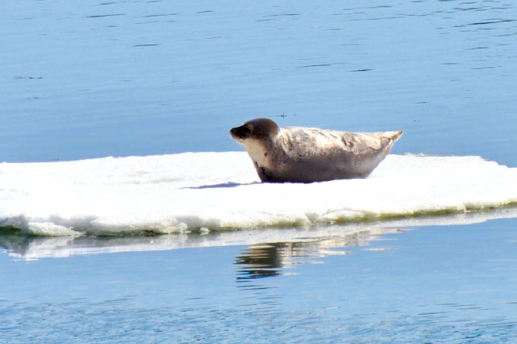 happy seal on ice flo