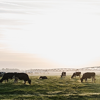 Cows grazing in a green pasture on a hazy morning.