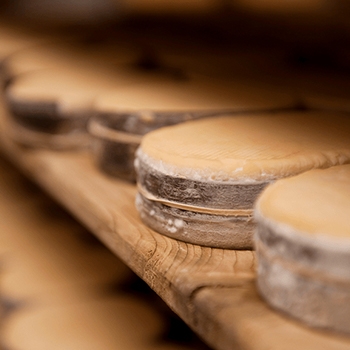 A closeup shot of cheese wheels on wooden shelves.