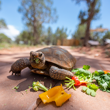 A large tortoise is enjoying a snack of vegetables.