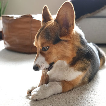 A corgi chewing a bone. A chair and footrest are in the background behind the corgi.