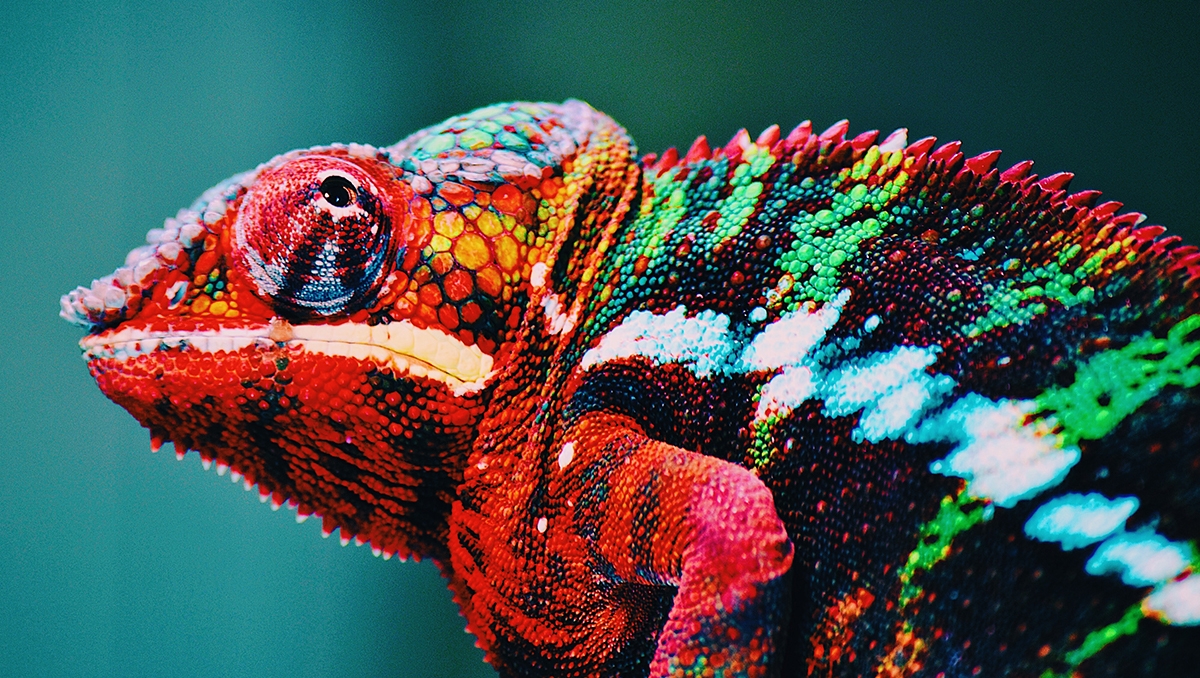An image of a chameleon in full bright colors