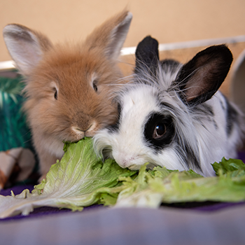Two rabbits sharing a few pieces of lettuce.