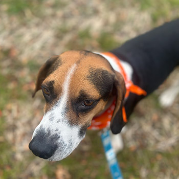 A closeup of Ted, the shelter dog that found a new home with Joe Diggs from Flow Subaru. Ted is wearing an orange Subaru Loves Pets scarf and looking relaxed.