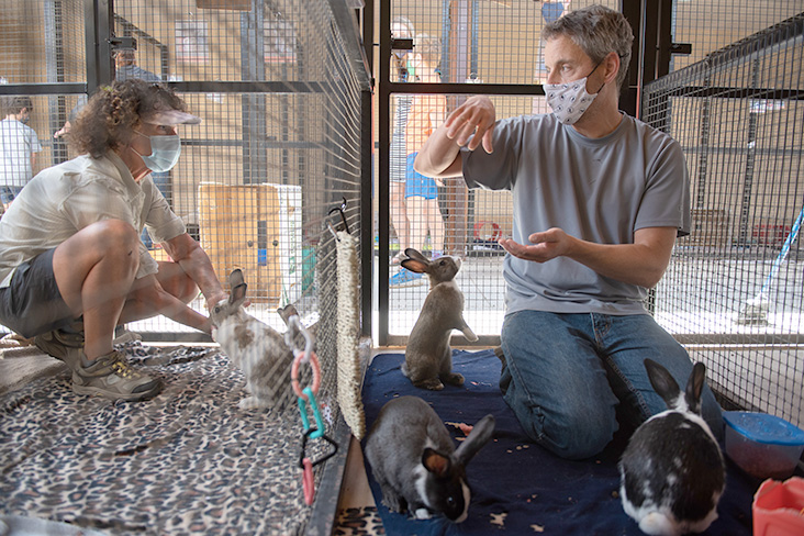 Two volunteers are inside side-by-side cages with rabbits, socializing them. 