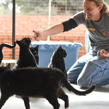 A volunteer is petting a black cat at Cat World. Several other black cats are seated or walking nearby.