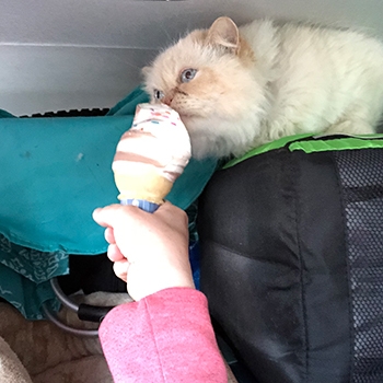 Cosmo, a long-haired white cat, nibbling on some ice cream that’s being offered to him.