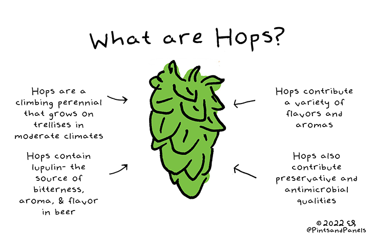 An illustration by Em Sauter of hops that was copyrighted in 2022. At the top of the illustration, it says What are hops?. Then, there are four short informational passages about hops around the image. 