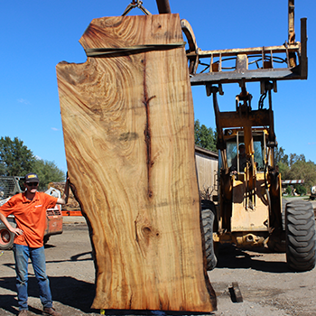 worker salvaging a 2,600-year-old California redwood
