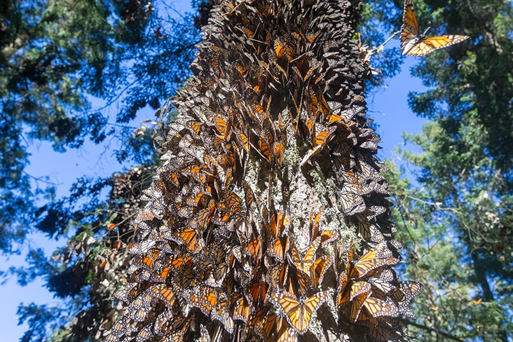 Monarch butterflies on a tree trunk.