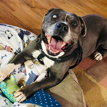 Mr. Piggums, a 12-year-old pit bull, appears to have a broad smile as he looks up. His front legs are resting on his bed with toys, and he appears happy. His left eye is cloudy, but his right eye is clear and bright. His fur is primarily brown with white paws and chest. 