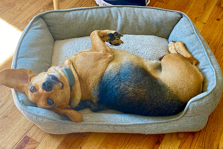 Valentini's beagle mix, Penny, is lying on her side in a blue-colored pet bed. She's looking up with brown eyes. Her ears are large and floppy, and her fur is brown and black.