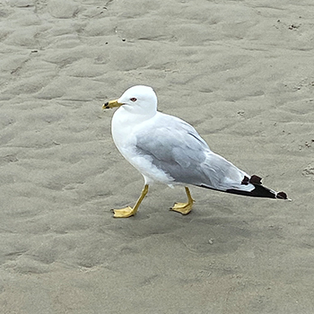 Seagull walking in the sand