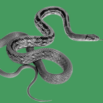 A black-and-white image of a semi-coiled copperhead snake on a green background