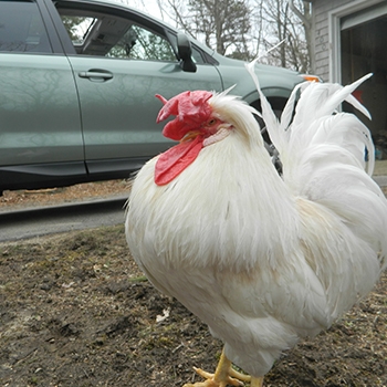Otis, a white house rooster, standing in the dirt next to a vehicle.