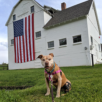 Ginger sits in the grass in front of a large 19th-century building in Park City, Utah. The structure is painted white and has an American flag hanging from the highest peak.