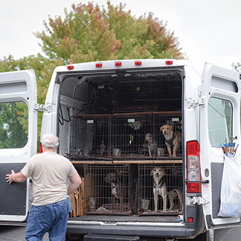 Pups en route to foster homes with Muddy Paws Rescue
