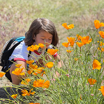 A close-up of Everest Yasuda smelling yellow poppies along a wildflower trail at Oak Glen Preserve in Yucaipa, California.