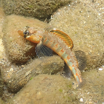 Gilt darter