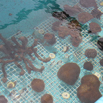 Different types of coral at various growth stages in a pool of water