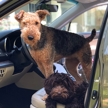 Katie Wilkinson's dogs sitting in her Subaru.