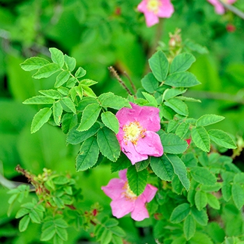 Two light-pink delicate flowers are present with yellow in the center of each and leaves that are small and oval shaped.