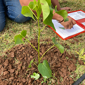 A closeup of a newly planted tree on Oahu, Hawaii.