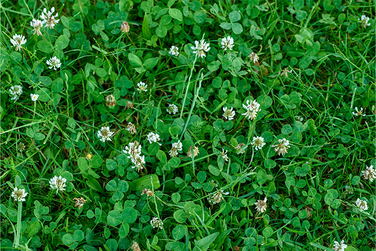 A patch of grass combined with green clover that's blossoming with small white flowers