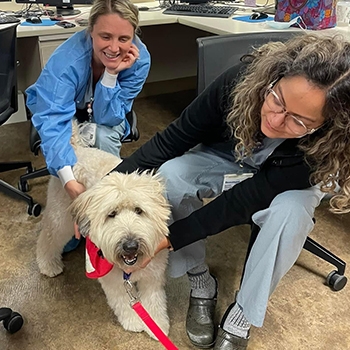 Two female hospital workers are seated in office chairs leaning over to pet Piper, who is standing between them on the floor. Everyone looks happy and relaxed.