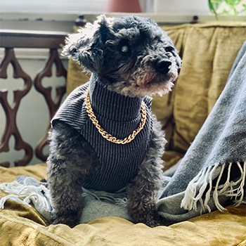 Tomas, a miniature poodle, is wearing a sleeveless sweater with some bling. His eye is cloudy and he is graying around his muzzle, but his posture is strong and confident.