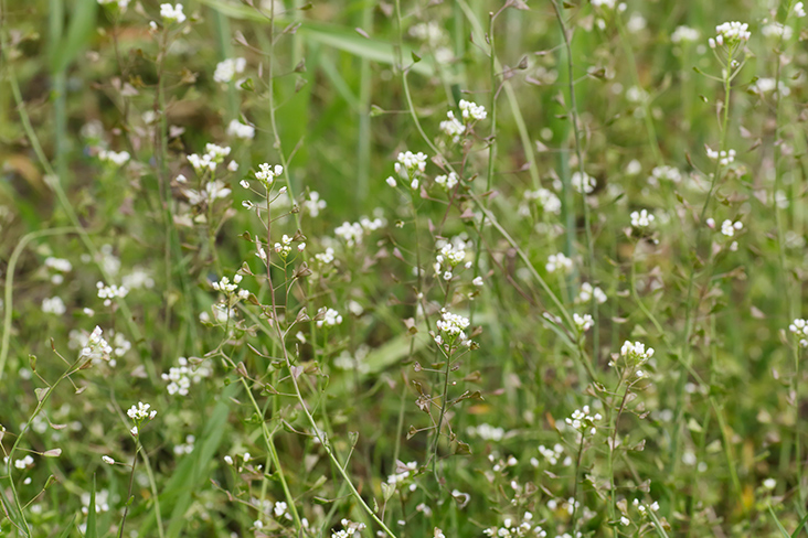 Shepherd's purse