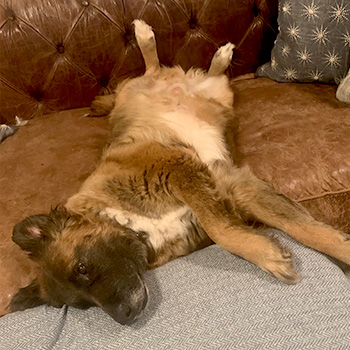 Senior shepherd dog, Courage, is stretched out on his back on a brown leather couch. His fur is light brown, except for his belly and chest, which are fluffy white. He looks comfortable and relaxed. 
