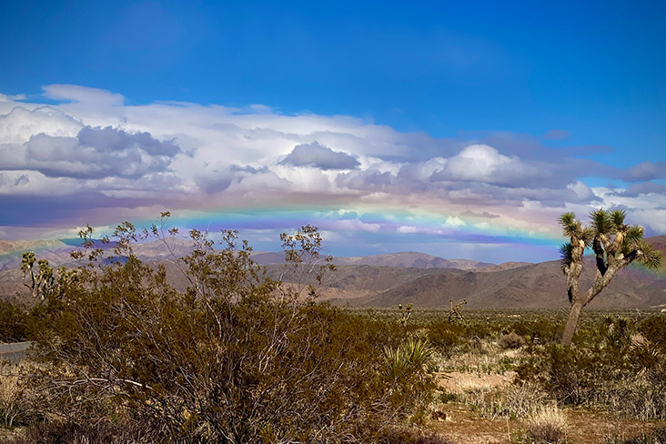 Photo taken at Joshua Tree National Park. A mountain range stretches out in the distance, fluffy white clouds are overhead, and just underneath the clouds is a colorful rainbow. In the foreground is a Joshua tree, grasses and brush. 