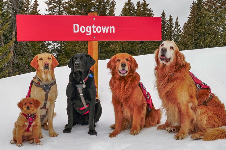 Group of National Ski Patrol dogs sitting in the snow