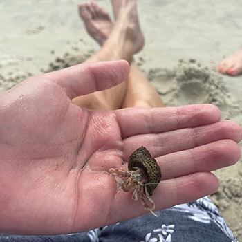 Man's hand holding a hermit crab