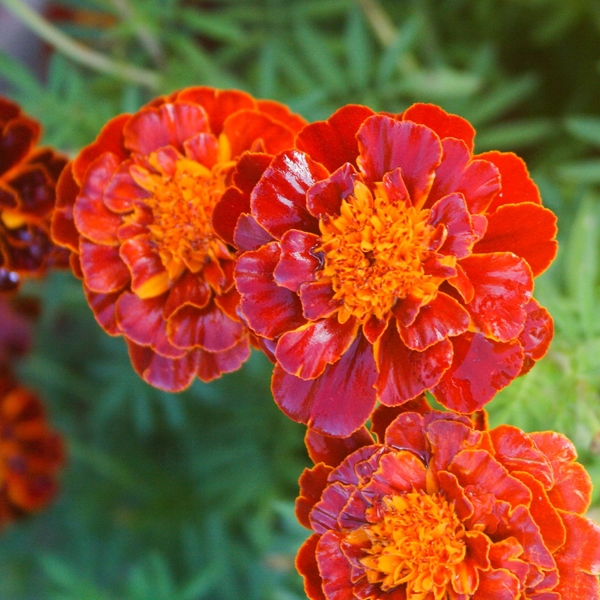 marigolds