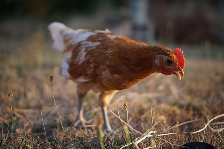 A young brown hen searches for bugs through dry, short grass.