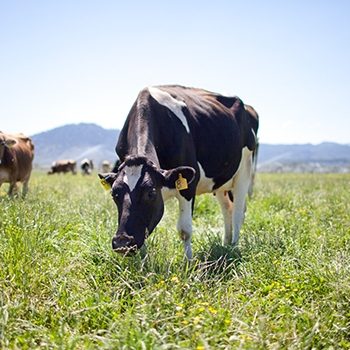 A Rogue Creamery cow grazing in a green pasture.