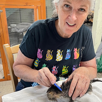 Anne Harris is brushing the fur of a wet kitten with a pet comb. She's wearing a black T-shirt with colorful rows of cat illustrations across the front of it.