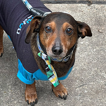 Janelle Stockwell's rescue dog, Winston, at the Mystic Krewe of Mutts event.